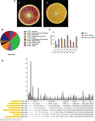 Metabolomic and transcriptomic analyses reveal the effects of grafting on blood orange quality